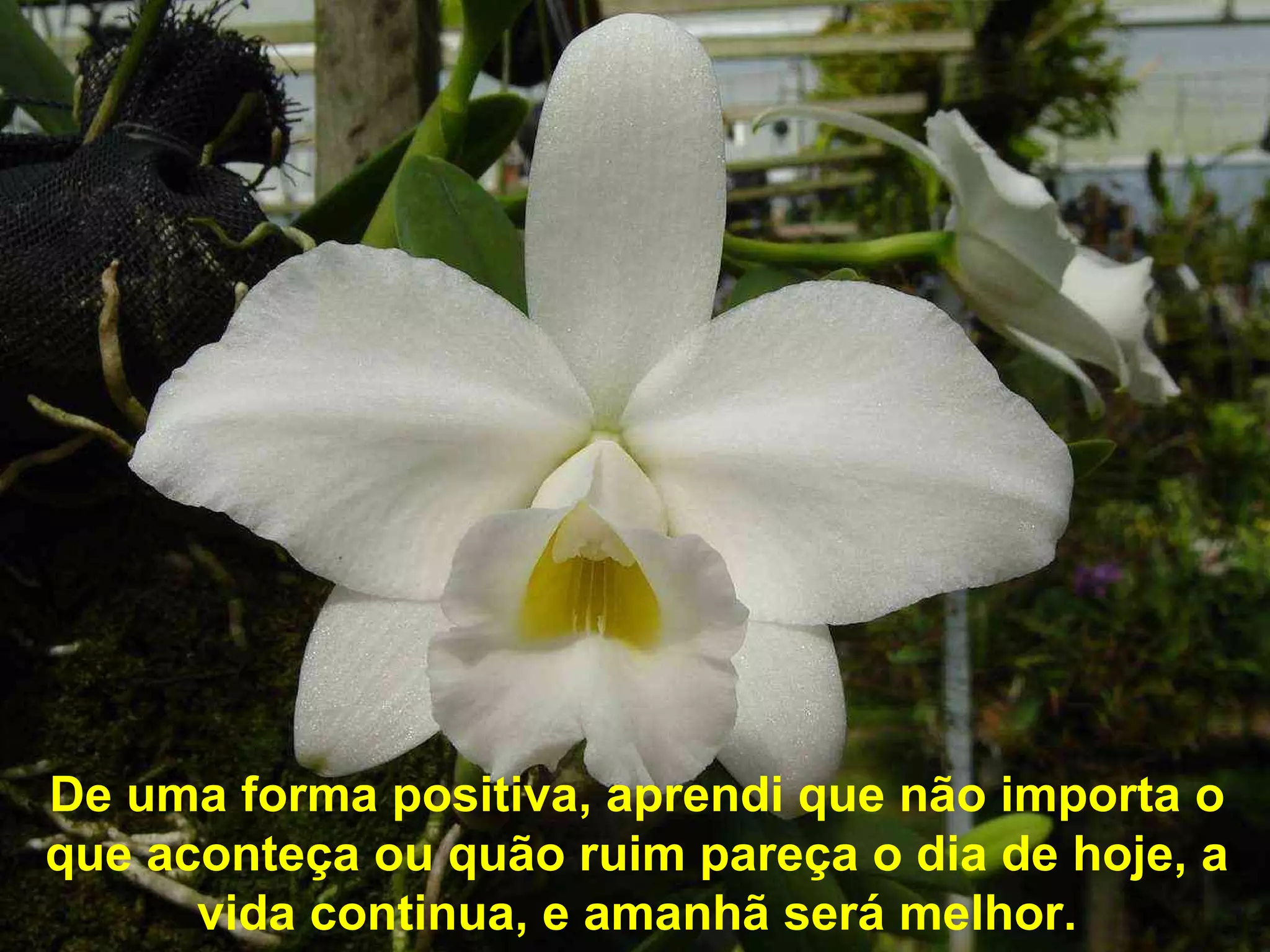 De uma forma positiva, aprendi que não importa o
que aconteça ou quão ruim pareça o dia de hoje, a
vida continua, e amanhã será melhor.
 