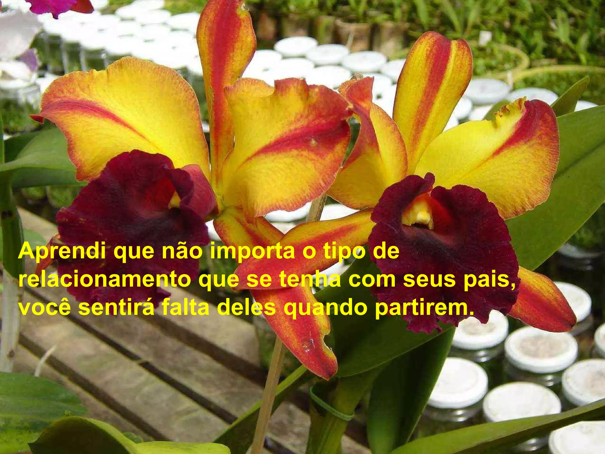 Aprendi que não importa o tipo de
relacionamento que se tenha com seus pais,
você sentirá falta deles quando partirem.
 