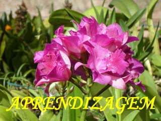 APRENDIZAGEM 