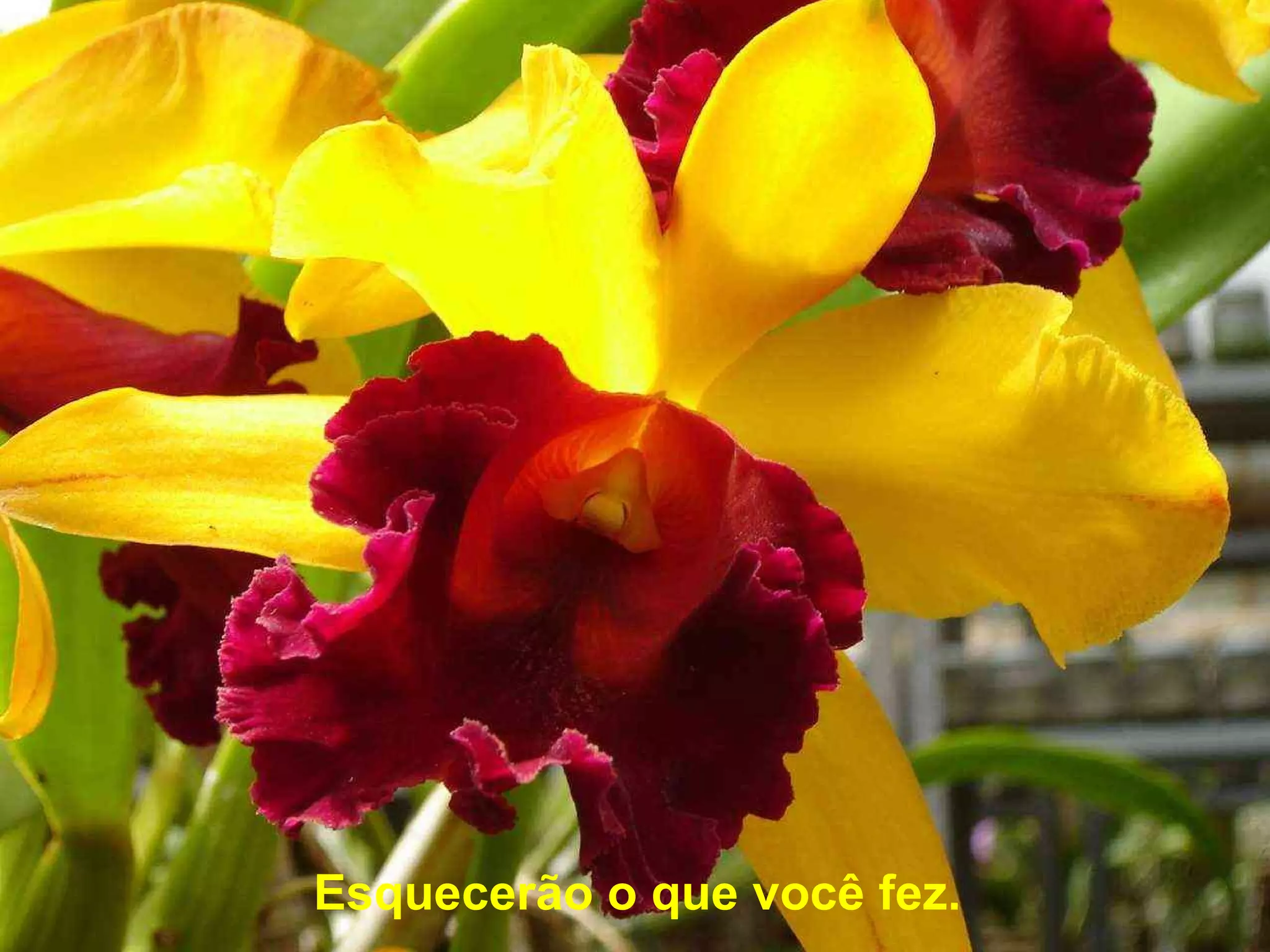 Esquecerão o que você fez.