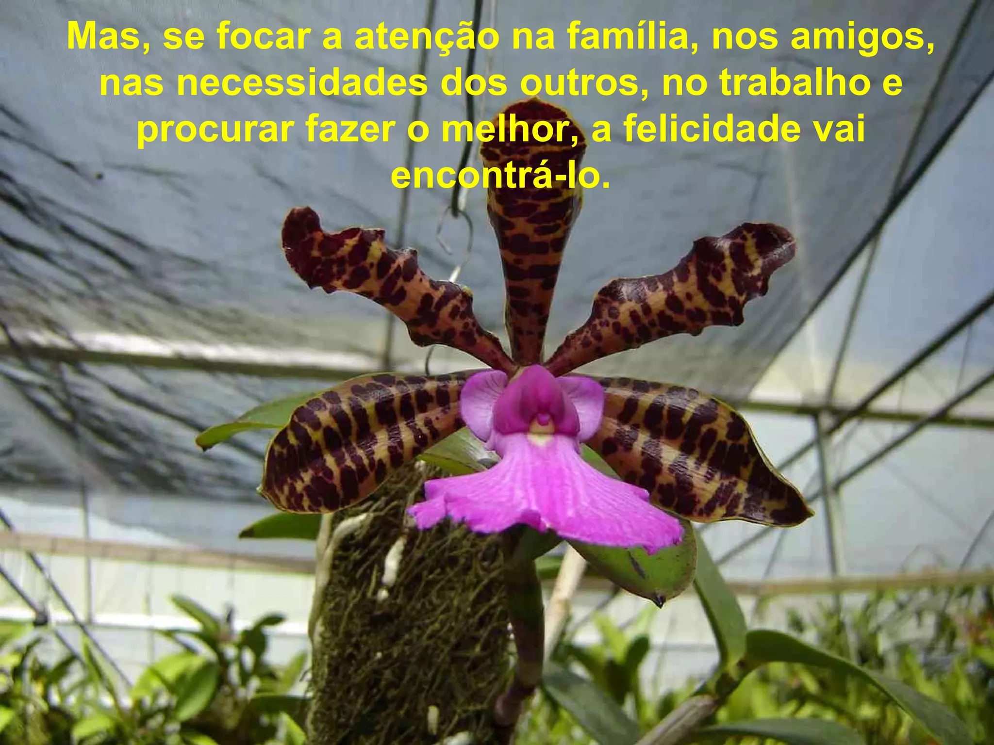 Mas, se focar a atenção na família, nos amigos, nas necessidades dos outros, no trabalho e procurar fazer o melhor, a felicidade vai encontrá-lo.