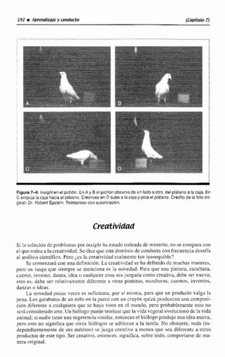 FiguraM . insightenel pichbn.EnA y B el piehbnobservade un lado a otro, del platano a la caja. En
C empujala caja haciael ptatano. Entoncesen D sube a la caja y pica el plátano. Credito de la foto ori-
ginal: Dr. Roben Epstein. Reimpresocon aulorizacíón.
Si la s«liición de problcinas por insighi ha eslado rodeada de ~nisterio.no se compara con
el que rodea a Ia crealividad. Se dicc quc cste doniinin de conducta con frecuenciadcsafía
al nnilisis científico. Pero jes la creatividiid rcalmcntc tan inasequible?
Se corneiizari con iina dcfiniciiin. La creatividad se ha definido de muchas maneras,
pero un rasgo que siempre sc nicncionn es la novedad, Para que una pintura, escultura,
cuento. iiiven~a,kinza, rdca o cualquier cosa sea juzgadacomo creatíva, dcbe ser nueva;
esto eb, debe ser r~lativamentediferente a aoiras pinturas, escu!turas. cuentos, inventos,
danzas u ideas.
La novedad pocas vcces es suficicntc. por sf misma, para qtie un producto valga la
pcnn. Los rarahatos de un niño en la parcd con un crayón qiiizi produzcan uira composi-
ci6n diferente a cualquiera quc sc haya visto en el mundo, pero probablenicrite csto no
scrhconsiderado arte. Unbiólogo puede teonztlr quc ln vida vcgeral evnluciond de lri vida
animal; si nadie niene una sugerenciasimilar,entoncese l biiilogo prodiijo una idea nueva,
pem esto no significa que otros biólogo$se adhicriin n la teoria, No obstante, nada [in-
depcndicntementede sus méritos) Fe juzga creativo a inciios que sea difcrenic a otros
prvductosde este tipo. Ser creativo, entonces, significa, sobrc todo, comportarse dc ma-
nera original.
 