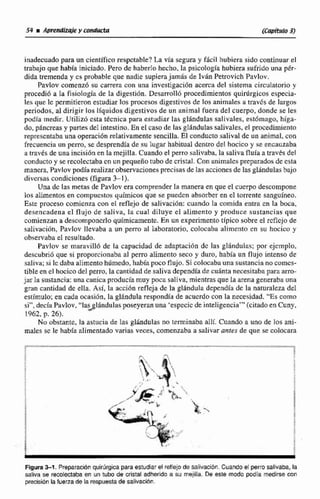 inadecuado para un cientlfico respctabte?La via segura y fácil hubiera sido continuar el
trabajo que había iniciado. Pero de haber10 hecho.la psicología hubiera sufrido una p8r-
dida tremenda y cs probable que nadie supierajamás de IvAn Petrovich Pavlov.
Pavlov comenzó su carrera con una investigación acerca del sistema circulatorio y
procedió a la fisiología de la digestihn. De;sarrollú procedimientos quinírgicos especia-
les que Ic permitieron estudiartos procesos digestivos de los animales a travds de largos
periodos. aldirigir los líquidos digestivos de un animal fuera del cuerpo, donde se les
podía medir. Utilizh esta técnica para estudiar las glándulas salivales, esthmago, higa-
do, páncreas y partes del intestino, En el caro de las gllindulas salivales, el procedimiento
representabauna operación relativamente sencilla, El conducto saliva1 de un animal. con
frecuenciaun perro, se desprendia de su lugar habitual dcncro del hocico y se encauzaba
a travds de una incisión cn la mejilla. Cuando el perro saliviibii,la salivafluía a traves del
conducto y serecoIectabacn un pequeño tubo de cristal. Con animalespreparadosde csta
manera,Pavlov podia realizarobservacionesprecisasde las accionesdelas glándulas bajo
dfvcrsns condiciones (figura 3-1 ).
Una dc las metas de Pavlov era comprender la maneraen queel cuerpodescompone
los alimentos en compuestos químicos que se puedcn absmbtr en el torrente sanguineo.
Este procesa comienza con el reflejo de salivación: cuando Ea comida entra en la boca,
desencadena el flujo de saliva, la cual diluye e1 alimento y produce sustancias que
comienzan a devcamponcrlo químicamente. En un experimentotipico sobre el rcflcjo de
salivacirih, Pavlov llevaba a un perro al laboratorio, colocnbri tilinicnto en su hocico y
observaba e1 resultado.
Pavlov se maravillb de la capacidad de adaptacidn dc las gl8ndulas; pos ejemplo,
descubriá que si proprircirinaba a1 perro aIimento seco y duro, había un flujo intenso de
saliva;si lcdaba alimentohiirnedo,había poco flujo. Si colocabuuna sustancia no comcs-
tible en el hocicodel perro, la cantidad de saliva dependíade cudnta necesitabapara arm-
jar lasustancia:una canica producía muy poca saliva, mientras que la arena generabauna
gran cantidad de ella. Así, la accibn refleja de la glándula dependía de la naturaleza del
estímulo;en cada ocasi6n, la glandula rtspondia de acuerdo con la necesidad, "Escomo
si", decía Pavlov,"las~l8ndulaspaseyeranuna 'especic de inteligencia"' (citadoenCuny,
1962,p.26).
No obstante, la astucia de las glindulas no terminaba alIf. Cuando a uno de los sni-
males sc le habia alimentado varias veces, comenzaba a salivarantes de que se colocara
Figura3 4 . Preparaclbn quirúrgicapara estudiar el reflejo de calivacibn. Cuando el perro salrvaba, la
saliva se recoleetaba en un tubo de cristal adherido a su melilla. De Bsle modo podía medirse con
precisión la fuerza de la respuestade salivación.
 