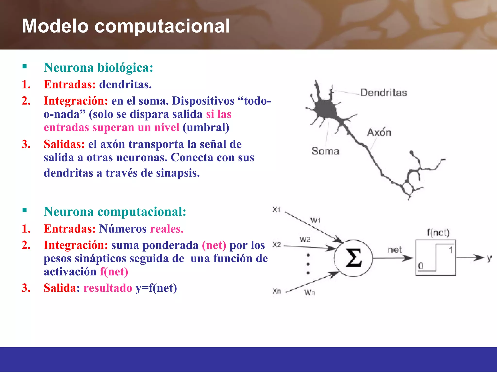 Modelo computacional
 Neurona biológica:
1. Entradas: dendritas.
2. Integración: en el soma. Dispositivos “todo-
o-nada” (solo se dispara salida si las
entradas superan un nivel (umbral)
3. Salidas: el axón transporta la señal de
salida a otras neuronas. Conecta con sus
dendritas a través de sinapsis.
 Neurona computacional:
1. Entradas: Números reales.
2. Integración: suma ponderada (net) por los
pesos sinápticos seguida de una función de
activación f(net)
3. Salida: resultado y=f(net)
 