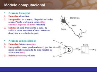 Modelo computacional
 Neurona biológica:
1. Entradas: dendritas.
2. Integración: en el soma. Dispositivos “todo-
o-nada” (solo se dispara salida si las
entradas superan un nivel (umbral)
3. Salidas: el axón transporta la señal de
salida a otras neuronas. Conecta con sus
dendritas a través de sinapsis.
 Neurona computacional:
1. Entradas: Números reales.
2. Integración: suma ponderada (net) por los
pesos sinápticos seguida de una función de
activación f(net)
3. Salida: resultado y=f(net)
 