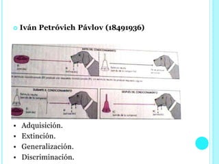  Iván Petróvich Pávlov (18491936)
• Adquisición.
• Extinción.
• Generalización.
• Discriminación.
 