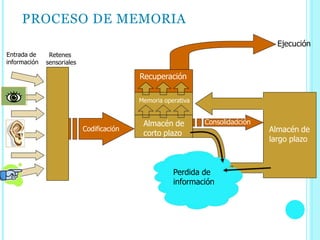 PROCESO DE MEMORIA
Recuperación
Almacén de
corto plazo
Memoria operativa
Almacén de
largo plazo
Perdida de
información
Consolidadción
Codificación
Retenes
sensoriales
Entrada de
información
Ejecución
 