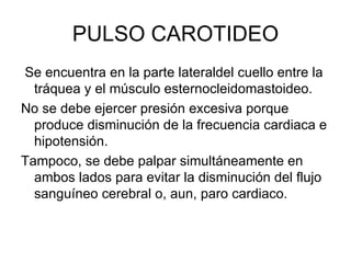 PULSO CAROTIDEO Se encuentra en la parte lateraldel cuello entre la tráquea y el músculo esternocleidomastoideo.  No se debe ejercer presión excesiva porque produce disminución de la frecuencia cardiaca e hipotensión.  Tampoco, se debe palpar simultáneamente en ambos lados para evitar la disminución del flujo sanguíneo cerebral o, aun, paro cardiaco. 