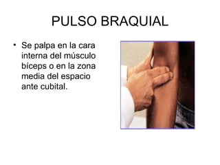 PULSO BRAQUIAL Se palpa en la cara interna del músculo bíceps o en la zona media del espacio ante cubital. 