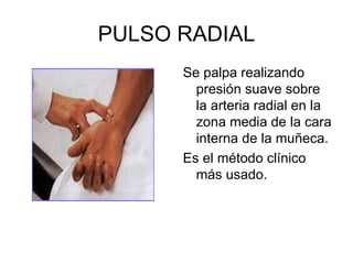 PULSO RADIAL Se palpa realizando presión suave sobre la arteria radial en la zona media de la cara interna de la muñeca.  Es el método clínico más usado. 