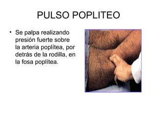 PULSO POPLITEO Se palpa realizando presión fuerte sobre la arteria poplítea, por detrás de la rodilla, en la fosa poplítea. 