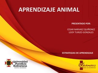 APRENDIZAJE ANIMAL 
PRESENTADO POR: 
CESAR NARVAEZ QUIÑONEZ 
LEIDY TURIZO GONZALES 
ESTRATEGIAS DE APRENDIZAJE 
 