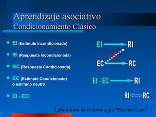 Laboratorio de Entomología "Herman Lent"
Aprendizaje asociativoAprendizaje asociativo
Condicionamiento ClásicoCondicionamiento Clásico
 EI (Estímulo Incondicionado)
 RI (Respuesta Incondicionada)
 RC (Respuesta Condicionada)
 EC (Estímulo Condicionado)
o estímulo neutro
 EI - EC
 