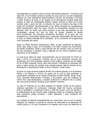 principalmente por atención hacia la dieta macrobiótica japonesa. A principios del
siglo XIX, en los Estados Unidos la semilla de soya cayó en un suelo inmejorable,
además con unos agricultores experimentados y activos. Sin embargo, en Europa
y Norte América, la Soya no se empleó en la alimentación humana hasta bien
entrado el siglo XX. Actualmente Estados Unidos produce la mitad de la Soya
mundial; pero a pesar de ello, el consumo de soya es todavía muy bajo en los
países de Occidente. Afortunadamente en las últimas décadas los investigadores
están descubriendo cada vez mayor número de propiedades curativas en este
alimento. Esto ha hecho que ahora empiece a ser más aprovechada por los
occidentales, aunque con tres mil años de retraso respecto al pueblo
chino. Actualmente, los productos alimenticios derivados de la soya son muy
aceptados por movimientos vegetarianos y naturistas tradicionales. De esta forma,
la soya, la “planta maravilla de la naturaleza”, se ha convertido en la leguminosa
más importante del mundo.
Según la Bolsa Nacional Agropecuaria, BNA, el área sembrada de algodón,
arroz, maíz, sorgo y soya, en el semestre A de 2002, muestra una disminución
de 60.953 hectáreas, frente a igual periodo del año pasado, pues se pasó de
591.437 hectáreas a 530.484. Soya y algodón son los únicos renglones cuyas
superficies no se redujeron.
La soya es el cultivo de mejor comportamiento, con un crecimiento de 70.5% en
área y 57.2% en producción, mientras que el maíz tecnificado muestra una
disminución de 5.210 hectáreas respecto al año anterior, situación que se refleja
en las 20.982 toneladas menos para este periodo. Problemas de mercadeo del
grano y bajos precios de compra en la cosecha pasada, falta de liquidez de los
productores e incertidumbre frente al clima, afectaron a este cereal.
El grano de soya nacional contiene 38-39% de proteína (superior a la de Estados
Unidos y de Bolivia) y 19-21% de aceite, por lo cual su torta constituye un
componente importante de la Cadena Productiva de Maíz Amarillo, Sorgo, Soya,
Yuca, Alimentos Balanceados, Avicultura y Porcicultura, para las industrias de
carnes frías (soya texturizada), y aceitera (extracción y refinación de su aceite),
así como para la nutrición humana (soya extraída o harinas).
La soya en Colombia es un cultivo obligado de rotación dentro de los diversos
sistemas regionales de producción: maíz/soya (Valle del Cauca), arroz/soya
(Llanos Orientales) o sorgo/soya (Tolima y Valle del Cauca), y por sus aportes a
la sostenibilidad de los mismos debe analizarse dentro de un balance anual del
ciclo productivo (cultivo principal + cultivo alternante = ciclo productivo del
agrosistema).
Las ventajas de alternar semestralmente con soya tienen que ver con el manejo
integrado de malezas, al permitir la rotación de herbicidas en la alternativa de
control químico, y no que la población de malezas sea la que nos determine el
 
