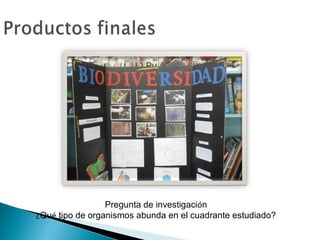 Pregunta de investigación
¿Qué tipo de organismos abunda en el cuadrante estudiado?
 