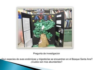 Pregunta de investigación
¿Qué especies de aves endémicas y migratorias se encuentran en el Bosque Santa Ana?
¿Cuáles son más abundantes?
 