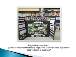 Pregunta de Investigación
¿Cómo se relaciona la cobertura vegetal con la diversidad de organismos
observados en el cuadrante?
 