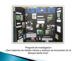 Pregunta de investigación
¿Qué especies de árboles nativos y exóticos se encuentran en el
Bosque Santa Ana?
 