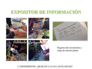 EXPOSITOR DE INFORMACIÓN 
Registro del crecimiento y 
riego de nuestra planta 
3. EXPERIMENTO: ¿BUSCAN LA LUZ LAS PLANTAS? 
 