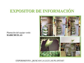 EXPOSITOR DE INFORMACIÓN 
Plantación del equipo verde: 
HABICHUELAS 
EXPERIMENTO: ¿BUSCAN LA LUZ LAS PLANTAS? 
 