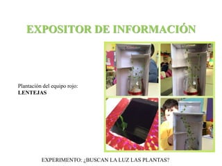 EXPOSITOR DE INFORMACIÓN 
Plantación del equipo rojo: 
LENTEJAS 
EXPERIMENTO: ¿BUSCAN LA LUZ LAS PLANTAS? 
 