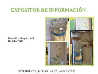 EXPOSITOR DE INFORMACIÓN 
Plantación del equipo azul: 
GARBANZOS 
EXPERIMENTO: ¿BUSCAN LA LUZ LAS PLANTAS? 
 
