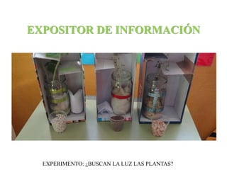EXPOSITOR DE INFORMACIÓN 
EXPERIMENTO: ¿BUSCAN LA LUZ LAS PLANTAS? 
 