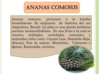 cultivo de piña anana caomus | PDF