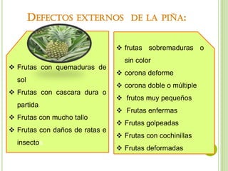 cultivo de piña anana caomus | PDF