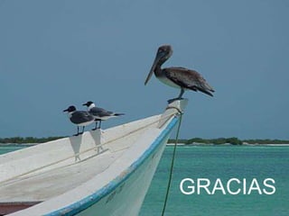 GRACIAS 