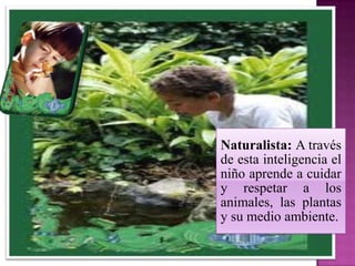 Naturalista: A través
de esta inteligencia el
niño aprende a cuidar
y respetar a los
animales, las plantas
y su medio ambiente.
 