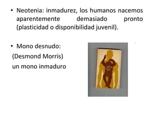• Neotenia: inmadurez, los humanos nacemos
  aparentemente         demasiado         pronto
  (plasticidad o disponibilidad juvenil).

• Mono desnudo:
 (Desmond Morris)
 un mono inmaduro
 