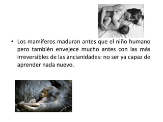 • Los mamíferos maduran antes que el niño humano
  pero también envejece mucho antes con las más
  irreversibles de las ancianidades: no ser ya capaz de
  aprender nada nuevo.
 