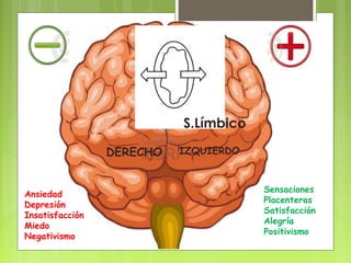 IZQUIERDODERECHO
S.Límbico
Ansiedad
Depresión
Insatisfacción
Miedo
Negativismo
Sensaciones
Placenteras
Satisfacción
Alegría
Positivismo
 