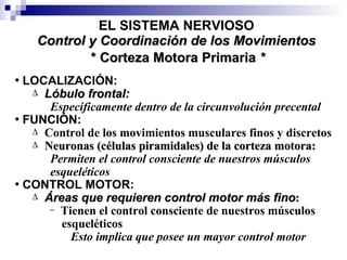 * Corteza Motora Primaria  * EL SISTEMA NERVIOSO LOCALIZACIÓN: Lóbulo frontal: Específicamente dentro de la circunvolución precental  FUNCIÓN:  Control de los movimientos musculares finos y discretos Neuronas (células piramidales) de la corteza motora: Permiten el control consciente de nuestros músculos esqueléticos  CONTROL MOTOR: Áreas que requieren control motor más fino : Tienen el control consciente de nuestros músculos  esqueléticos Esto implica que posee un mayor control motor Control y Coordinación de los Movimientos 
