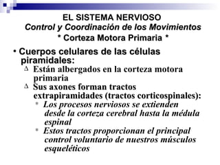 Cuerpos celulares de las células piramidales: Están albergados en la corteza motora  primaria Sus axones forman tractos extrapiramidades (tractos corticospinales): Los procesos nerviosos se extienden desde la corteza cerebral hasta la médula espinal Estos tractos proporcionan el principal  control voluntario de nuestros músculos esqueléticos * Corteza Motora Primaria  * EL SISTEMA NERVIOSO Control y Coordinación de los Movimientos 