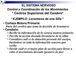 Corteza Motora Primaria: Parte del cerebro que toma la decisión de levantarse  Cerebelo: Recibe la información de la corteza motora primaria Percibe la acción deseada (levantarse de la silla) Considera cuál es la situación presente del cuerpo, basándose en toda la información sensora que recibe Decide cuál es el mejor plan de acción para llevar a cabo el movimiento deseado (ponerse de pie) * EJEMPLO: Levantarse de una Silla * * Centros Superiores del Cerebro* EL SISTEMA NERVIOSO Control y Coordinación de los Movimientos 