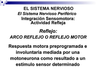 EL SISTEMA NERVIOSO Integración Sensomotora: Actividad Refleja El Sistema Nervioso Periférico Respuesta motora preprogramada e involuntaria mediada por una motoneurona como resultado a un estímulo sensor determinado Reflejo: ARCO REFLEJO O REFLEJO MOTOR 