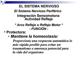 EL SISTEMA NERVIOSO Integración Sensomotora: Actividad Refleja El Sistema Nervioso Periférico * Arco Reflejo o Reflejo Motor * - FUNCIÓN - Protectora:   Mantiene la homeostasia: Proporciona una respuesta automática lo más rápida posible para evitar un traumatismo o amenaza potencial para  la vida del organismo 