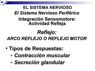 Reflejo: ARCO REFLEJO O REFLEJO MOTOR EL SISTEMA NERVIOSO Integración Sensomotora: Actividad Refleja El Sistema Nervioso Periférico Tipos de Respuestas:   Contracción muscular   Secreción glandular 