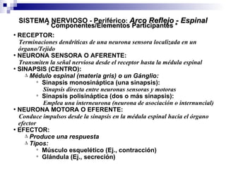 SISTEMA NERVIOSO -  Periférico :  Arco Reflejo - Espinal * Componentes/Elementos Participantes * RECEPTOR: Terminaciones dendríticas de una neurona sensora localizada en un órgano/Tejido NEURONA SENSORA O AFERENTE: Transmiten la señal nerviosa desde el receptor hasta la médula espinal SINAPSIS (CENTRO): Médulo espinal (materia gris) o un Gánglio: Sinapsis monosináptica (una sinapsis): Sinapsis directa entre neuronas sensoras y motoras Sinapsis polisináptica (dos o más sinapsis): Emplea una interneurona (neurona de asociación o internuncial)   NEURONA MOTORA O EFERENTE: Conduce impulsos desde la sinapsis en la médula espinal hacia el órgano efector EFECTOR: Produce una respuesta Tipos: Músculo esquelético (Ej., contracción) Glándula (Ej., secreción) 