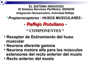 *  Propiorreceptores : HUSOS MUSCULARES - -  Reflejo Rotuliano  - EL SISTEMA NERVIOSO Integración Sensomotora: Actividad Refleja El Sistema Nervioso Periférico:  SENSOR Receptor de Estiramiento del huso muscular Neurona aferente gamma Neurona motora alfa para los músculos extensores del recto anterior del muslo Recto anterior del muslo * COMPONENTES * 