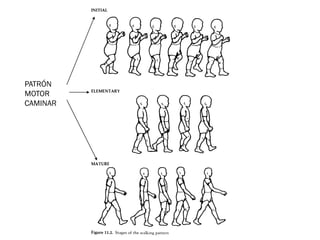 PATRÓN
MOTOR
CAMINAR
 