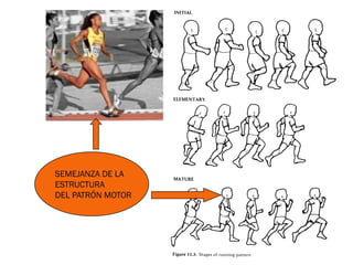 SEMEJANZA DE LA
ESTRUCTURA
DEL PATRÓN MOTOR
 