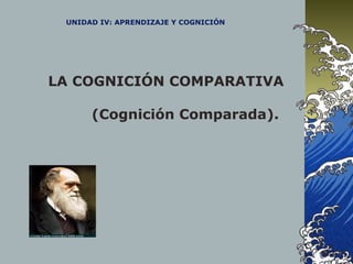 UNIDAD IV: APRENDIZAJE Y COGNICIÓN
LA COGNICIÓN COMPARATIVA
(Cognición Comparada).
 