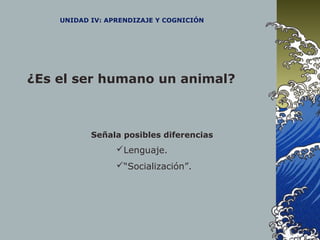 UNIDAD IV: APRENDIZAJE Y COGNICIÓN
¿Es el ser humano un animal?
Señala posibles diferencias
Lenguaje.
“Socialización”.
 