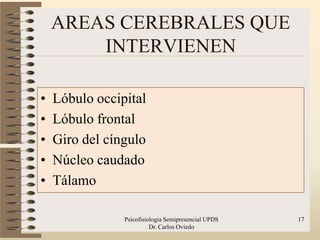 AREAS CEREBRALES QUE
        INTERVIENEN

•   Lóbulo occipital
•   Lóbulo frontal
•   Giro del cíngulo
•   Núcleo caudado
•   Tálamo

                Psicofisiologia Semipresencial UPDS   17
                          Dr. Carlos Oviedo
 