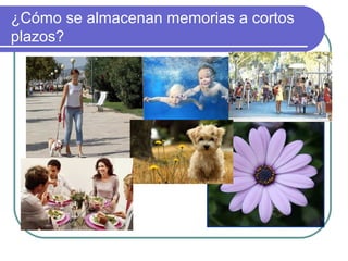 ¿Cómo se almacenan memorias a cortos
plazos?
 