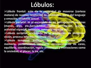 Lóbulo frontal: este da la capacidad de moverse (corteza
motora) de razonar, resolución de problemas, parte del lenguaje
y emoción, conducta sexual.
Lóbulo parietal: es el encargado de las percepciones externas
(manos, pies, etc.)sensibilidad, tacto, percepción, presión,
actividad espacial, imitación, memoria espacial etc.
Lóbulo occipital: encargado de la producción de imágenes,
visión, procesa información visual etc.
Lóbulo temporal: audición, lenguaje, percepción social,
memoria, personalidad, conducta, reconocimiento de caras,
equilibrio, coordinación, regula emociones y motivaciones como
la ansiedad, el placer, la ira, etc.
 