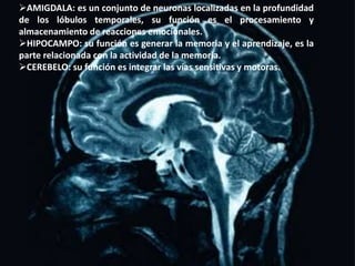 AMIGDALA: es un conjunto de neuronas localizadas en la profundidad
de los lóbulos temporales, su función es el procesamiento y
almacenamiento de reacciones emocionales.
HIPOCAMPO: su función es generar la memoria y el aprendizaje, es la
parte relacionada con la actividad de la memoria.
CEREBELO: su función es integrar las vías sensitivas y motoras.
 